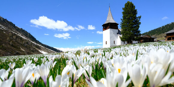 Auf der Wiese vor der Kapelle im Sertigtal wachsen viele weisse Krokusse.  | © DDO (Marcel Giger)