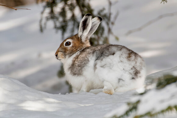 Ein Schneehase sitzt im Schnee, sein Fell ist im Wechseln von weiss zu braun.  | © Davos Klosters Mountains