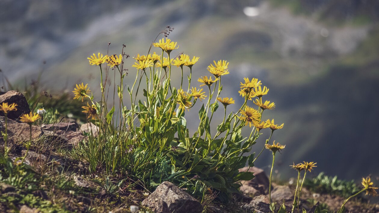Gelbe Blumen wachsen auf felsigen Untergrund auf dem Berg. | © Davos Klosters Mountains