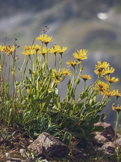 Gelbe Blumen wachsen auf felsigen Untergrund auf dem Berg. | © Davos Klosters Mountains
