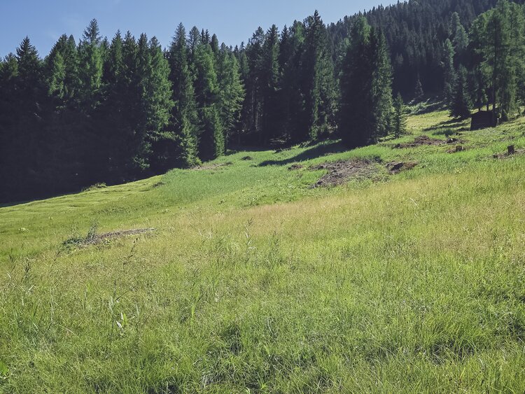 Grosse Wiese am Waldrand vom Jakobshorn | © Davos Klosters Mountains