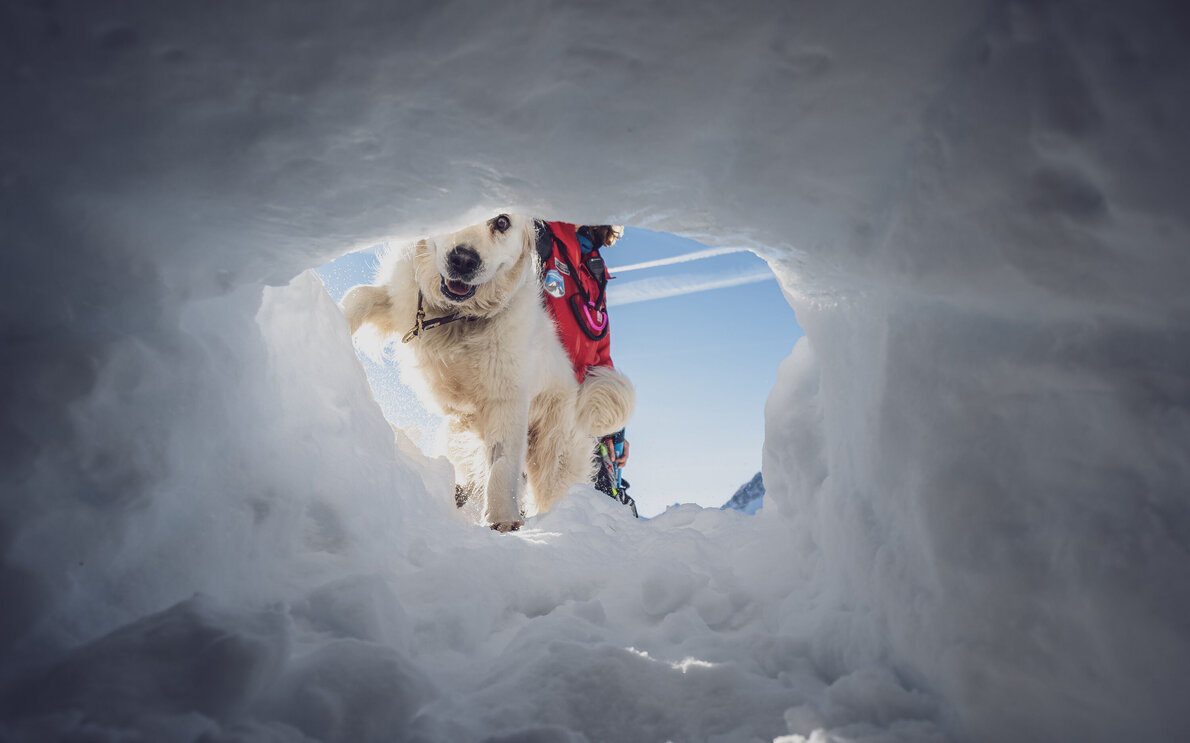 Blick aus dem Schneeloch auf Lawinenhund auf der Spurensuche. | © Davos Klosters Mountains