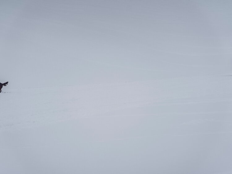 Lawinenhundeführer läuft mit seinem Lawinenhund bei einer Übung über das Schneefeld auf der Suche nach verschütteten Personen. | © Davos Klosters Mountains