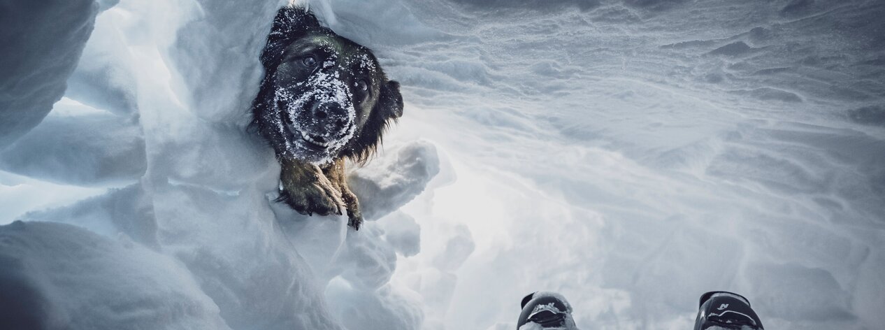Lawinenhund hat sich bei einer Übung durch den Schnee gegraben und blickt in das Schneeloch zur liegenden Person. | © Davos Klosters Mountains