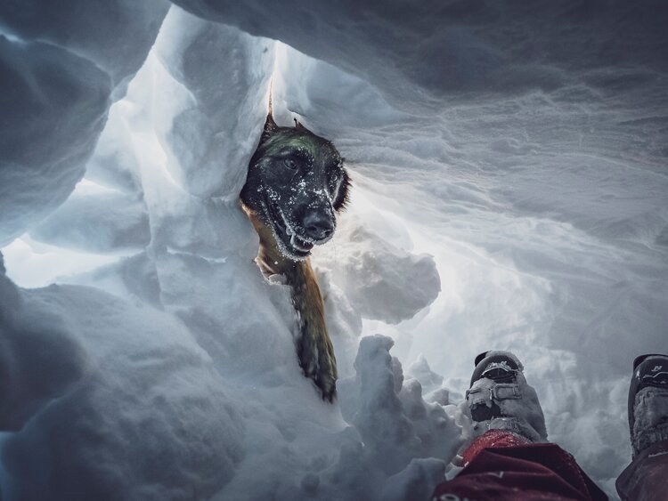 Lawinenhündin Shila gräbt sich zur Person im Schnee vor. | © Davos Klosters Mountains