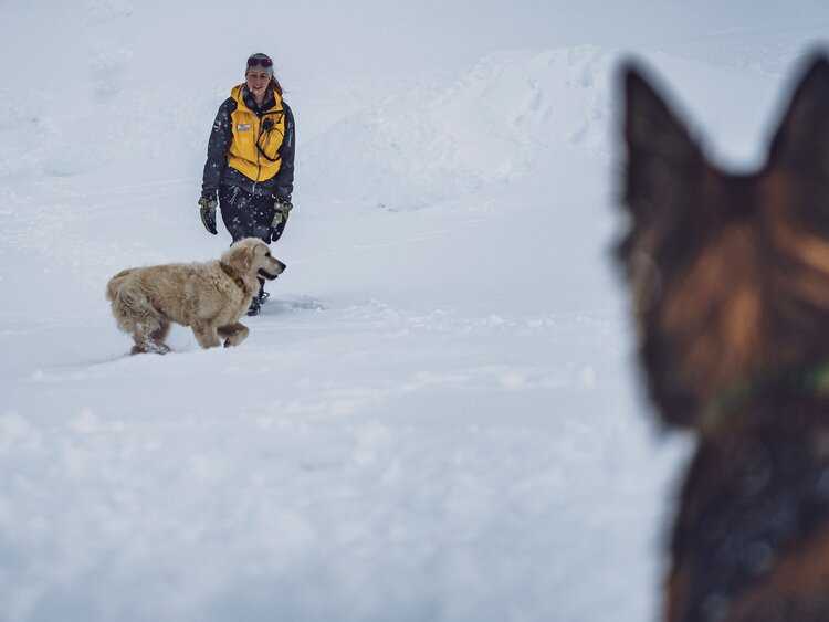 Lawinenhunde während einer Übung zur Suche von Personen im Schnee. | © Davos Klosters Mountains