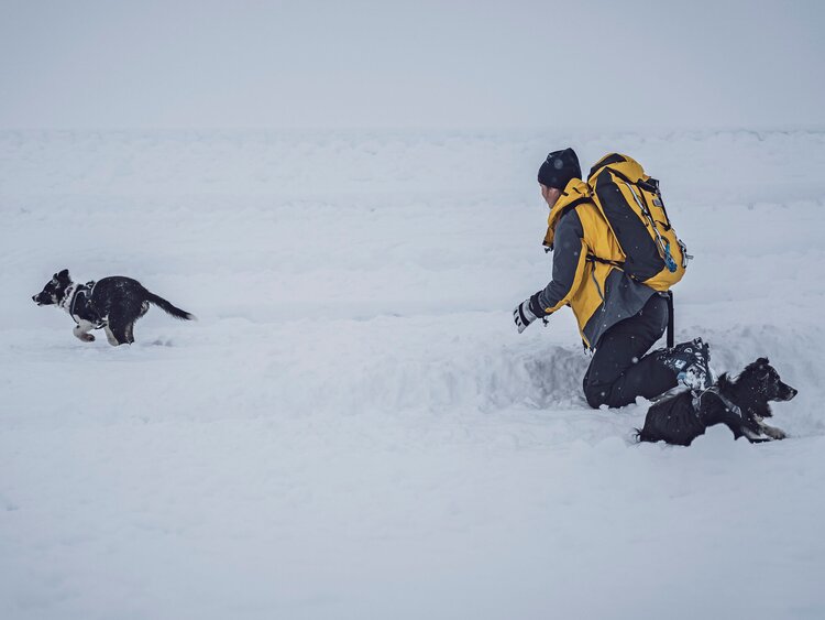 Hundewelpen Rif folgt bei einer Übung seiner Besitzerin und rennt zu einer wartenden Person. | © Davos Klosters Mountains