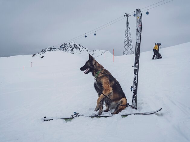 Schäferhündin Shila wartet bei den Skiern auf ihr Herrchen.  | © Davos Klosters Mountains