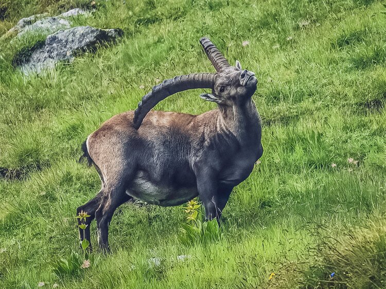 Ein grosser Steinbock steht auf einer grünen Wiese auf Parsenn und kratzt sich mit den Hörner an der Flanke. | © Sabine Pegoraro
