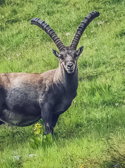 Steinbock steht am grünen Berghang und schaut in die Kamera. | © Sabine Pegoraro