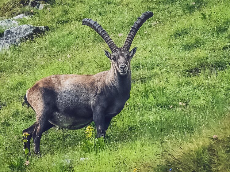 Steinbock steht am grünen Berghang und schaut in die Kamera. | © Sabine Pegoraro