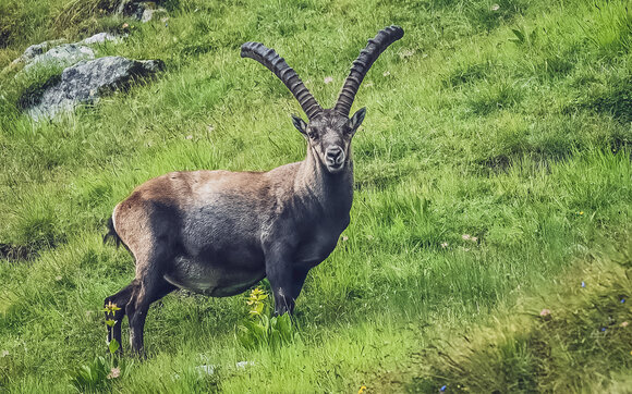 Steinbock steht am grünen Berghang und schaut in die Kamera. | © Sabine Pegoraro