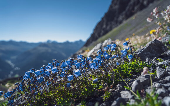 Blaue Glockenblumen  | © Davos Klosters Mountains  Blaue Glockenblumen  | © Davos Klosters Mountains